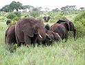 A very protective herd